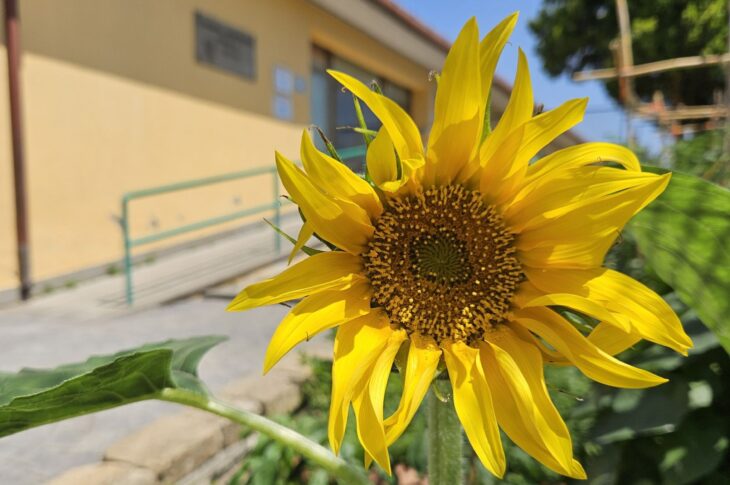 Un girasole dall'orto della scuola